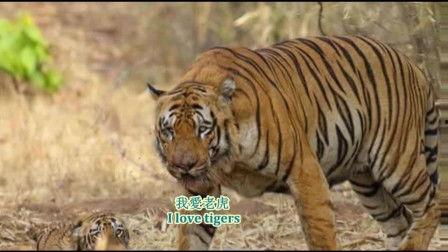 国产老虎最新合集视频,威猛雄风，自然之美尽收眼底