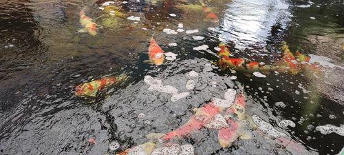 江门国产锦鲤大赛视频,江门国产锦鲤大赛精彩瞬间大盘点